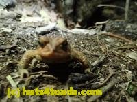/home//u458753944/public_html/sourcegallery////Roxborough Toad Detour/2013-2019/2017/P4110700.JPG